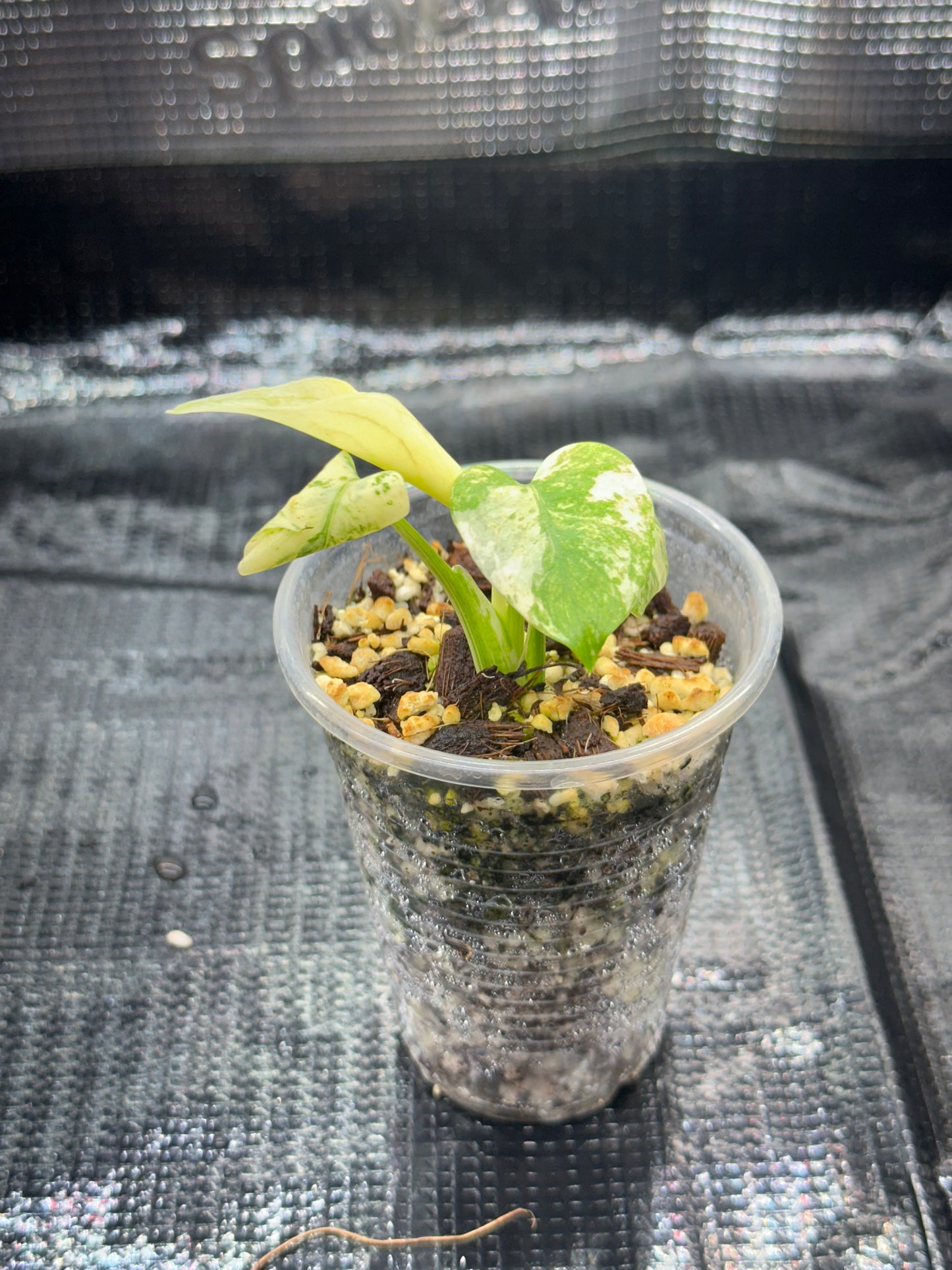 Monstera White monster