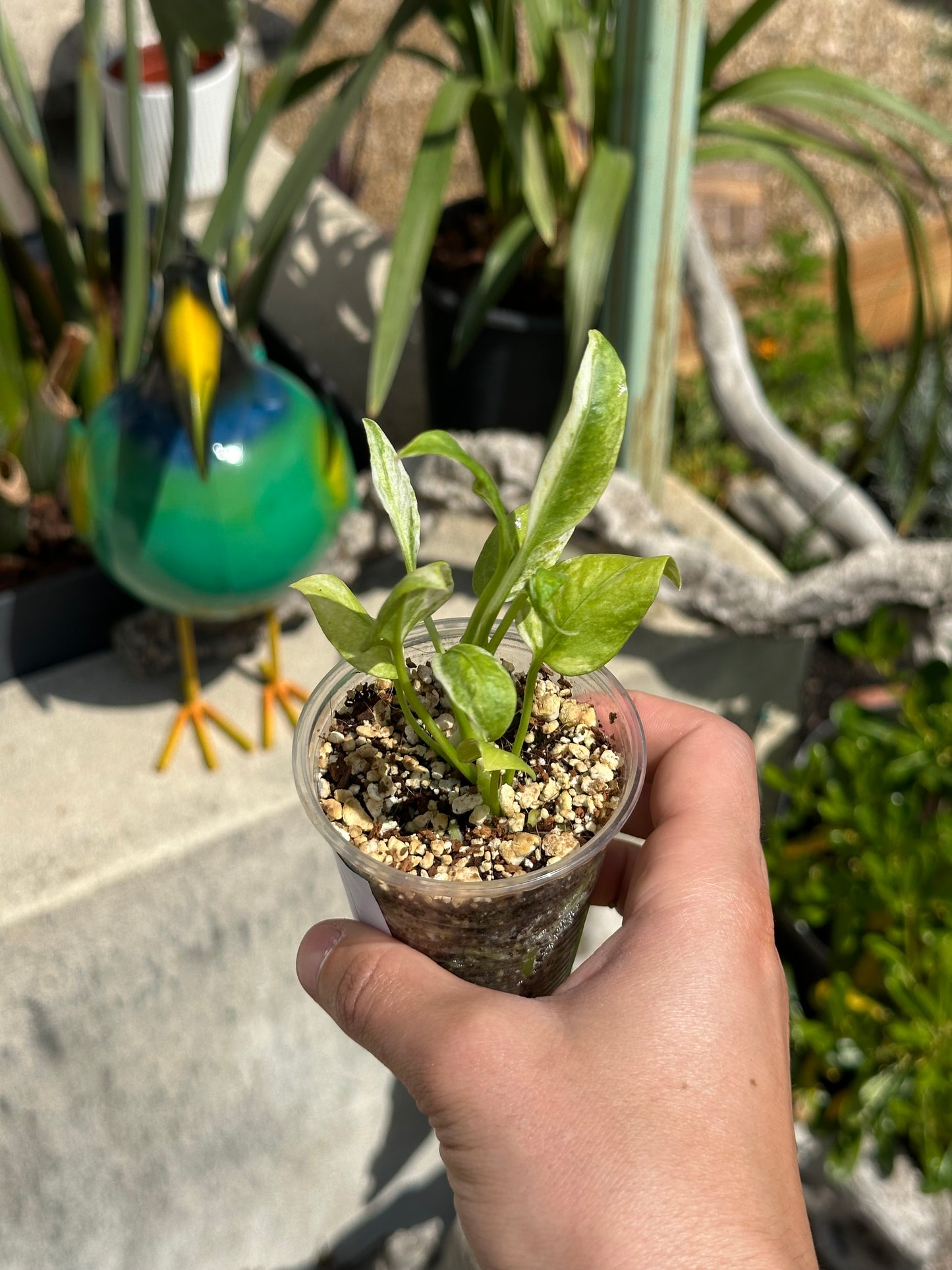 Anthurium Vittarifolium Variegata
