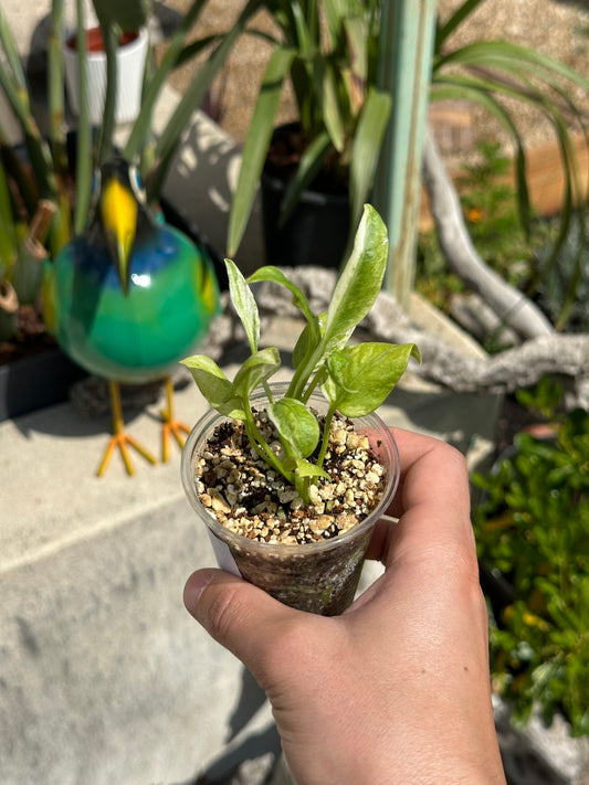 Anthurium Vittarifolium Variegata