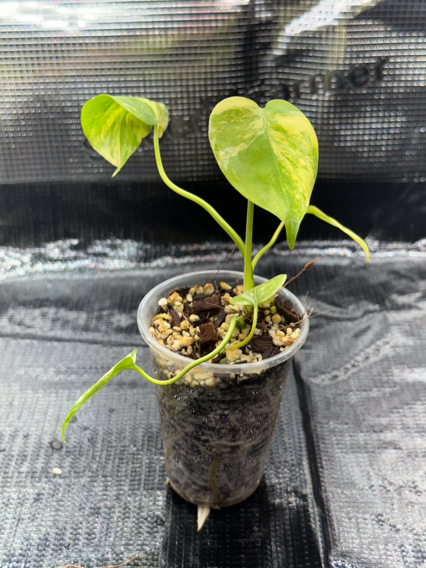 Monstera yellow marilyn