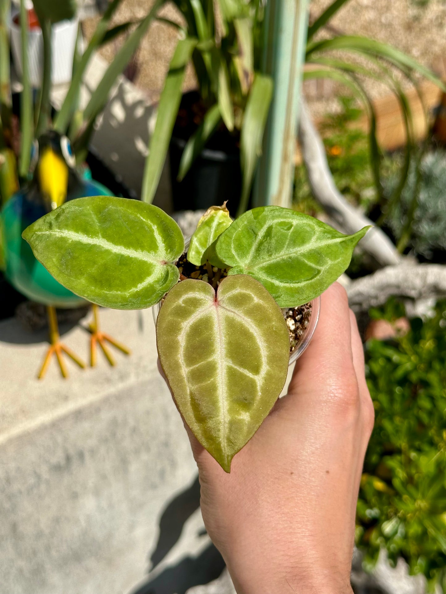 Anthurium Tezula Red X (SKG Silver X Red Crystal)