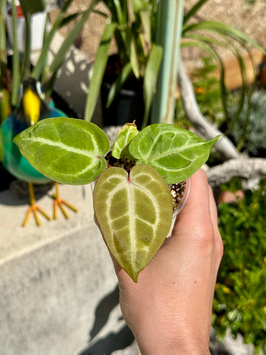 Anthurium Tezula Red X (SKG Silver X Red Crystal)