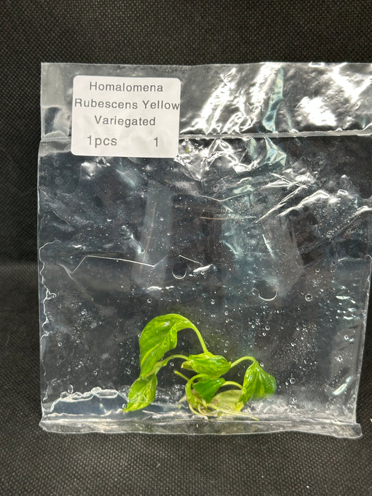 Homalomena rubescens aurea