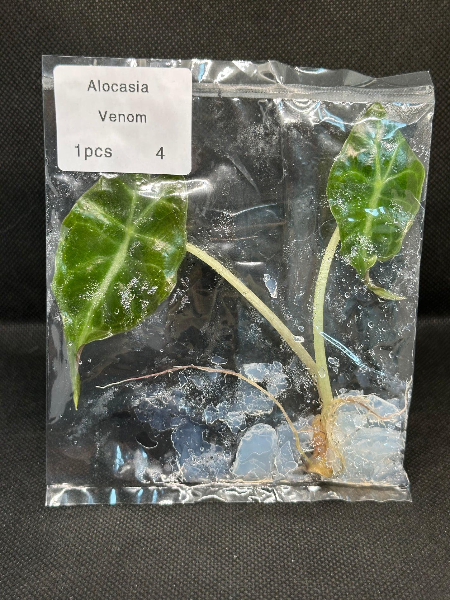 Alocasia Venom