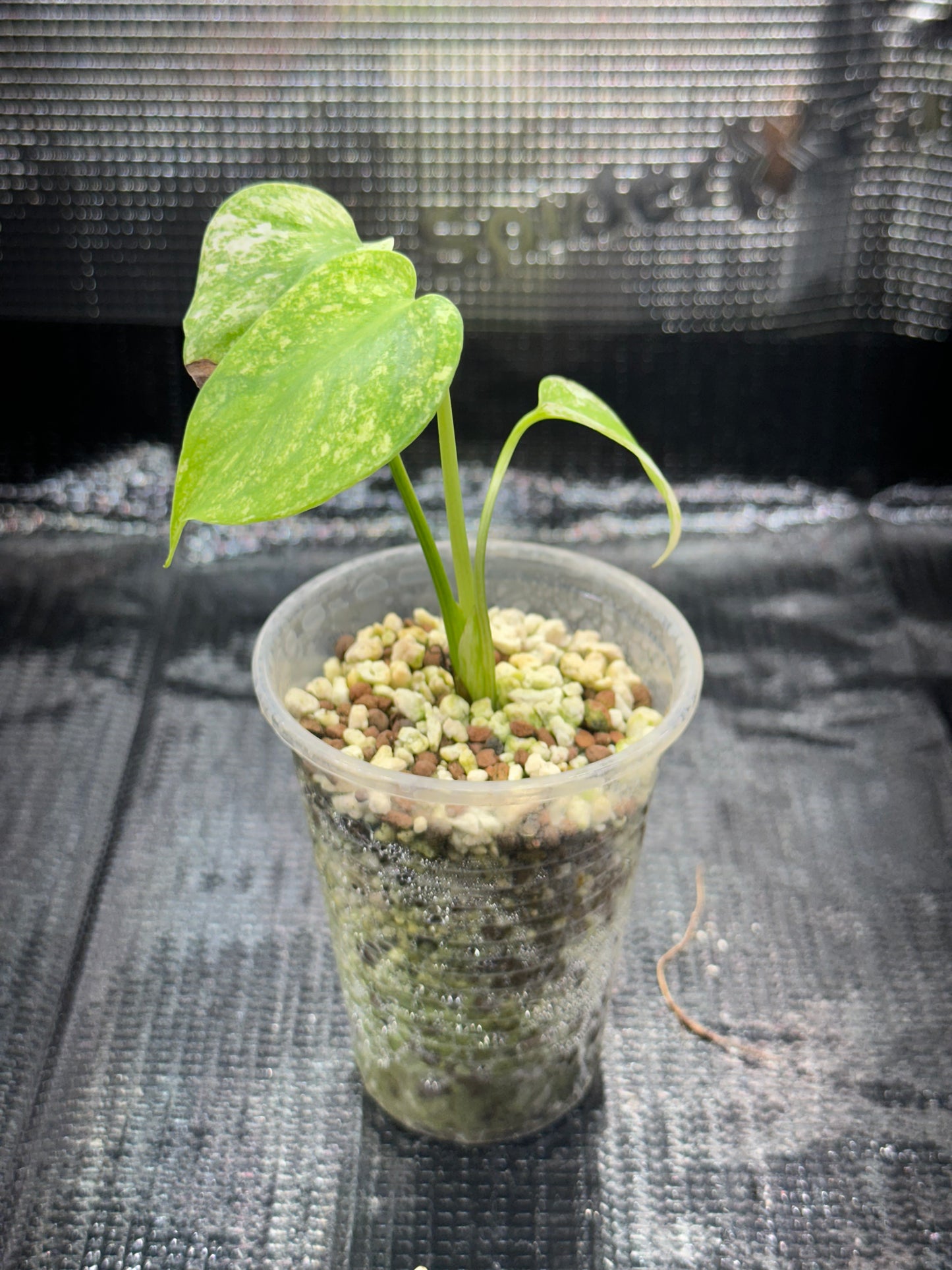 Monstera Deliciosa Mint