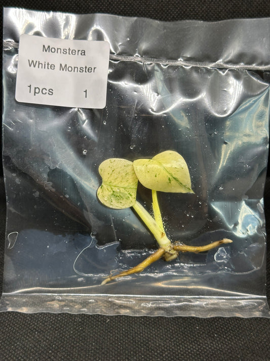 Monstera White Monster TC