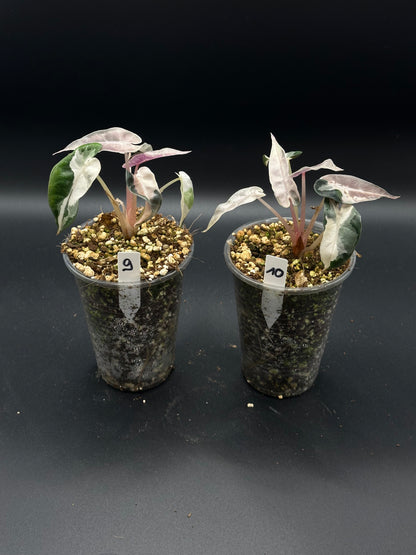 Alocasia Bambino Lava Pink