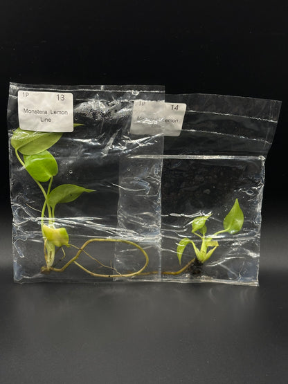 Monstera Néon Lemon Lime TC