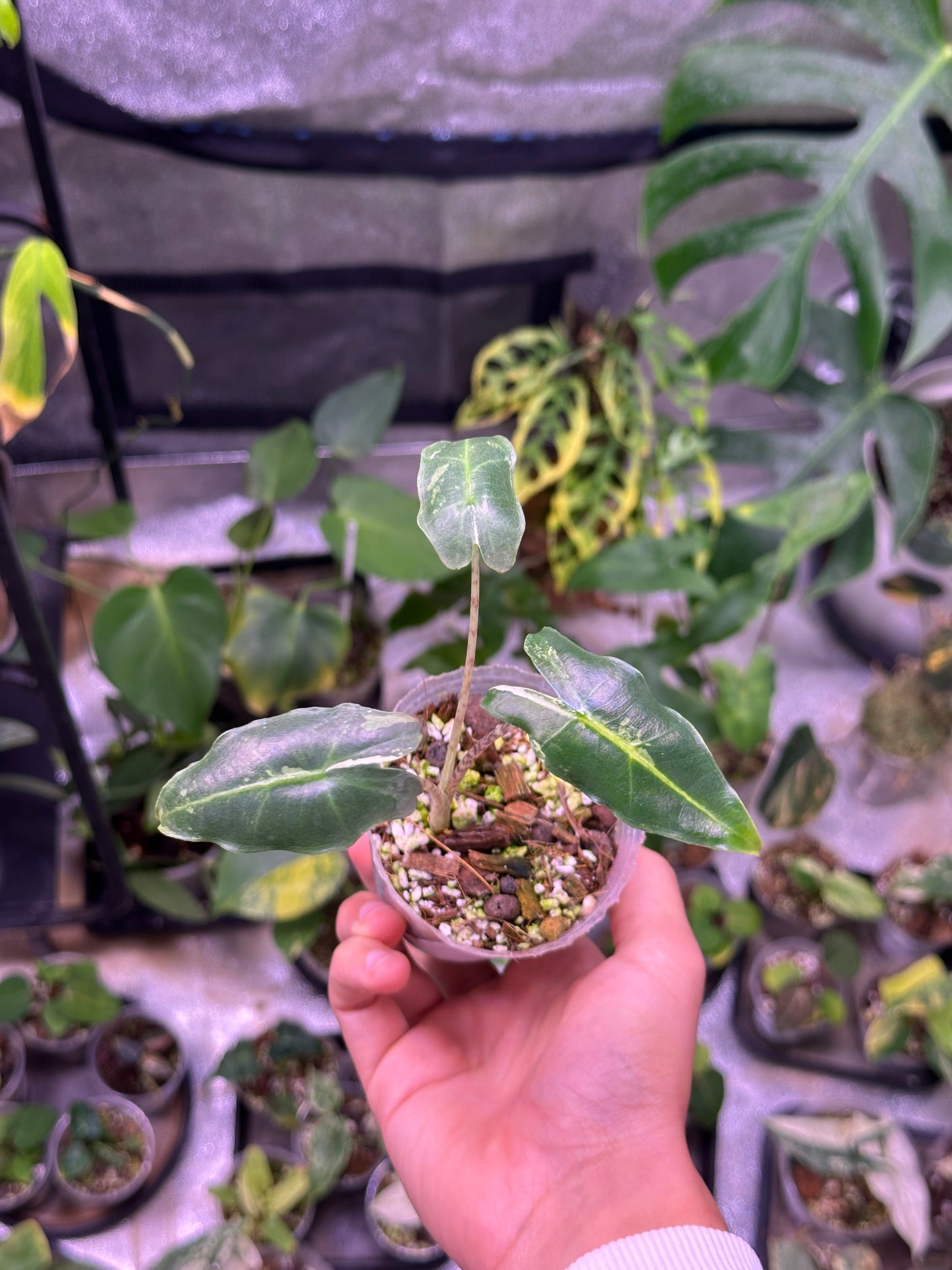 Alocasia Sarian variegata