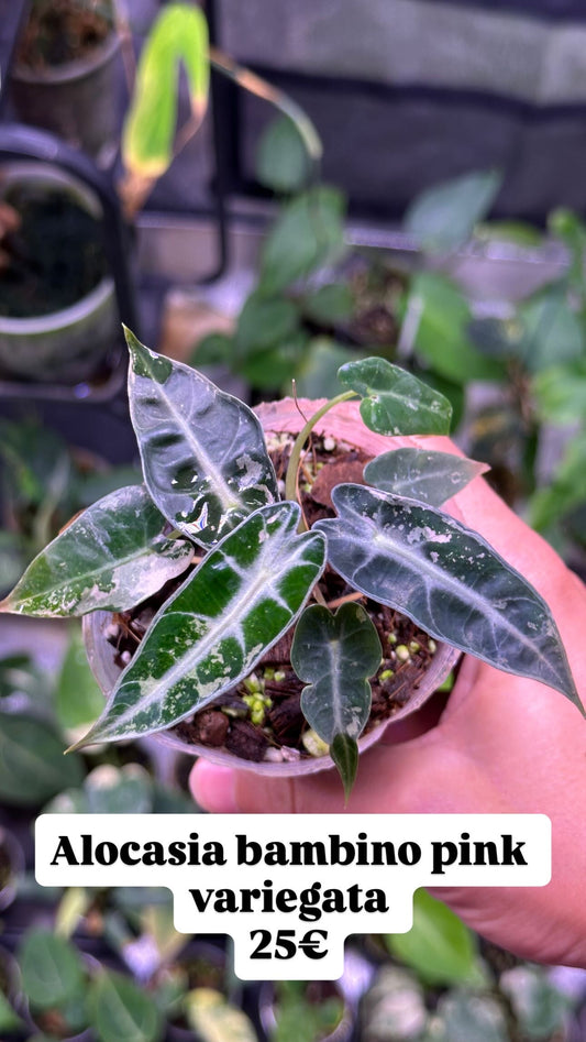 Alocasia bambino pink variegata