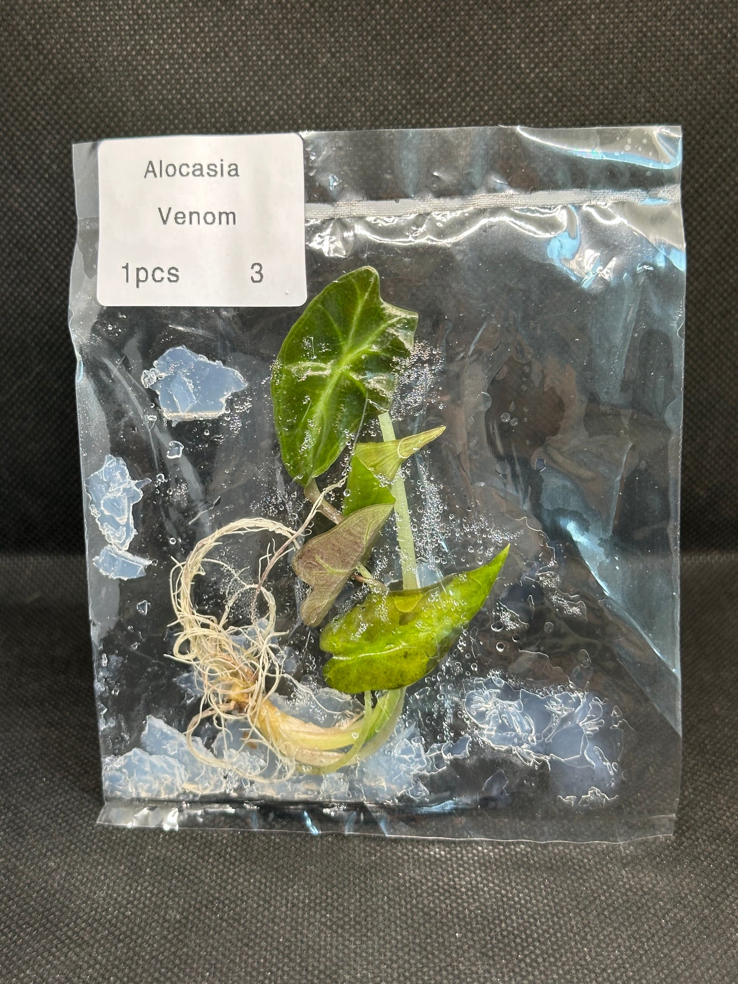 Alocasia Venom
