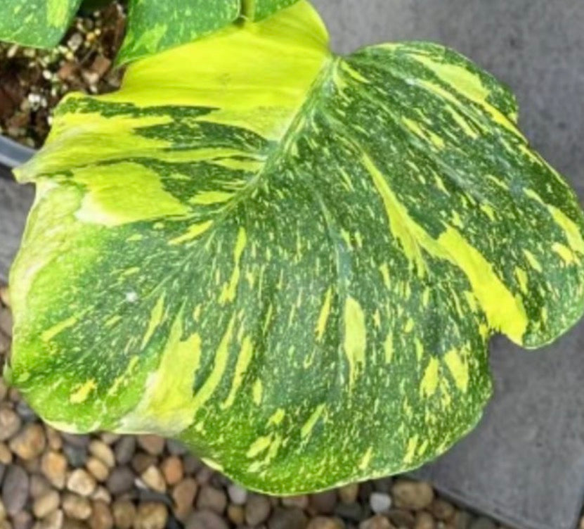 Monstera King Electrolight TC Précommande