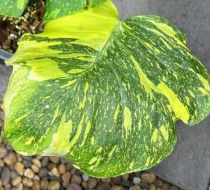Monstera King Electrolight TC Précommande