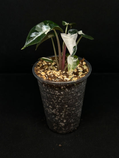Alocasia Bambino Lava Pink
