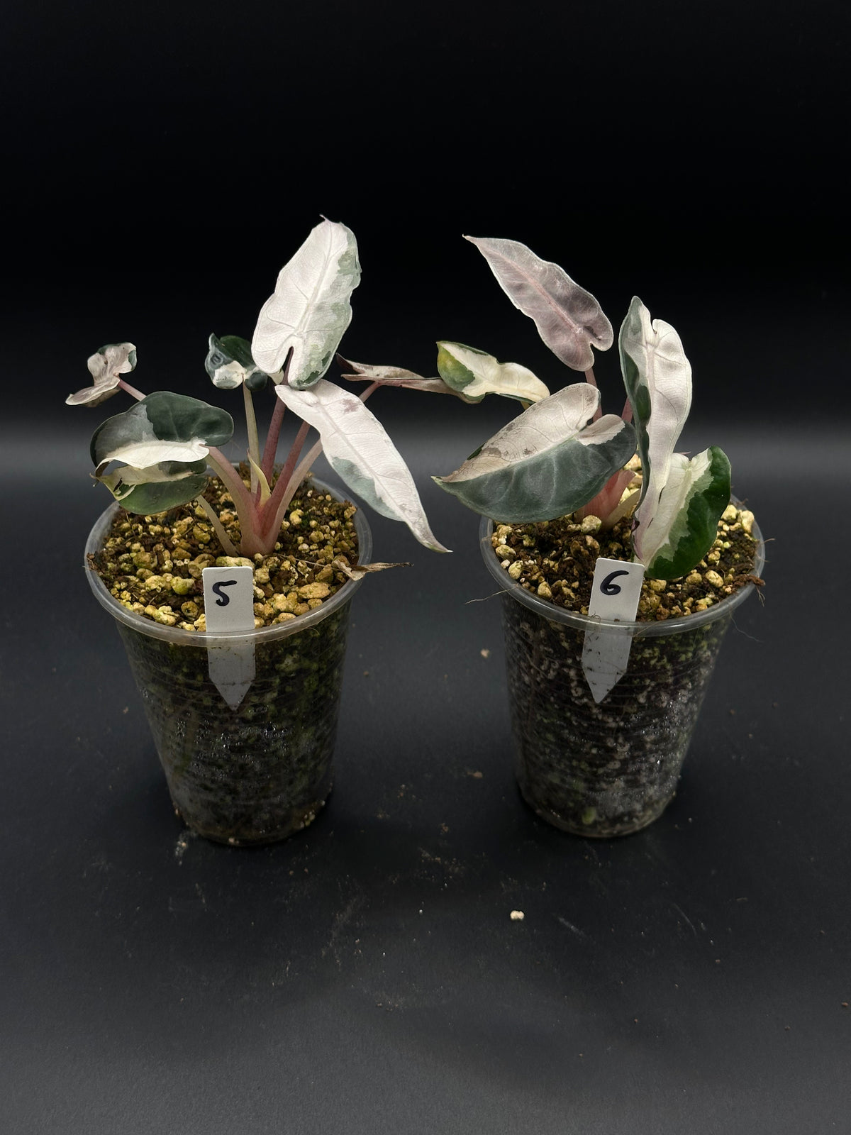 Alocasia Bambino Lava Pink