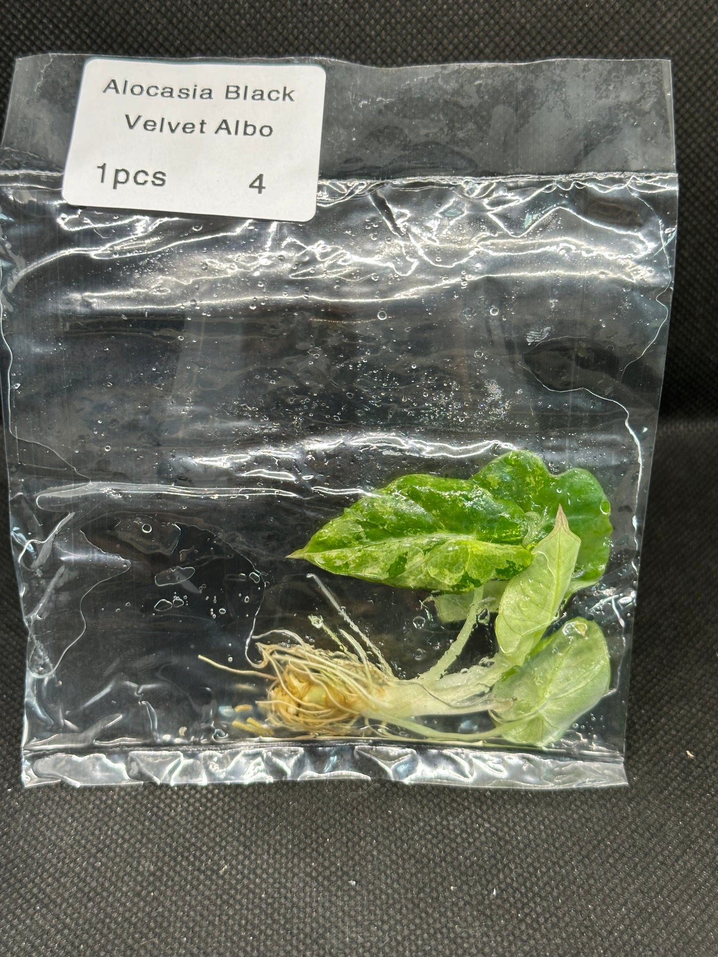 Alocasia Black Velvet White/Pink Var TC