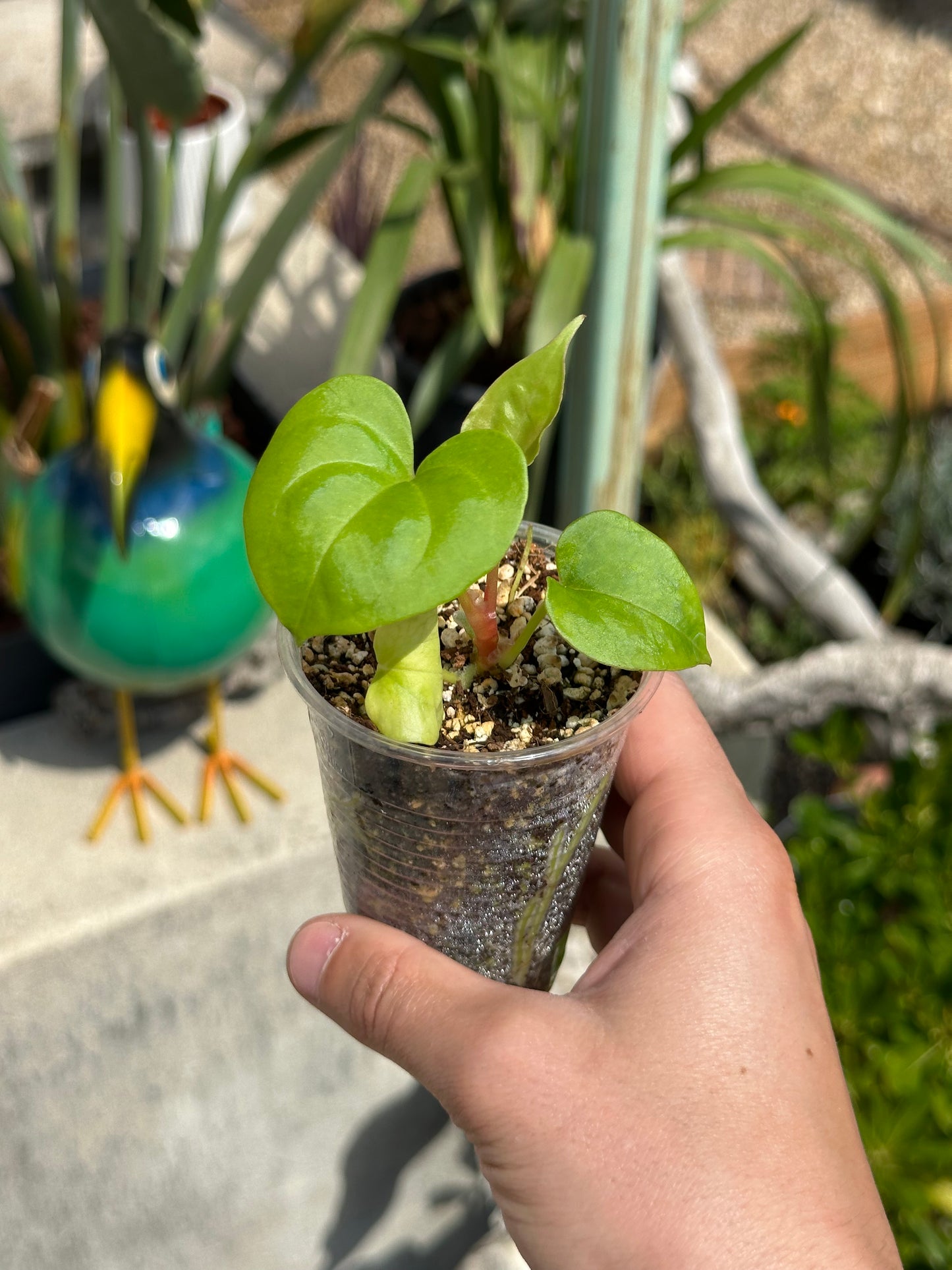 Anthurium Portillae X Dark Phoenix