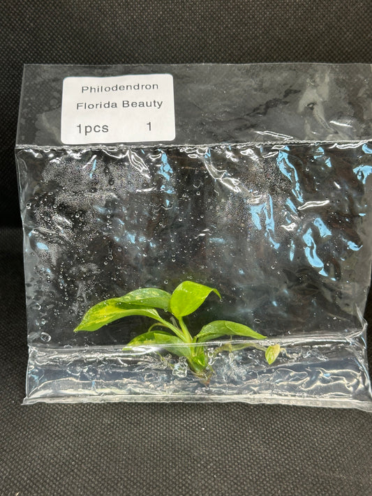 Philodendron Florida Beauty Variegata TC