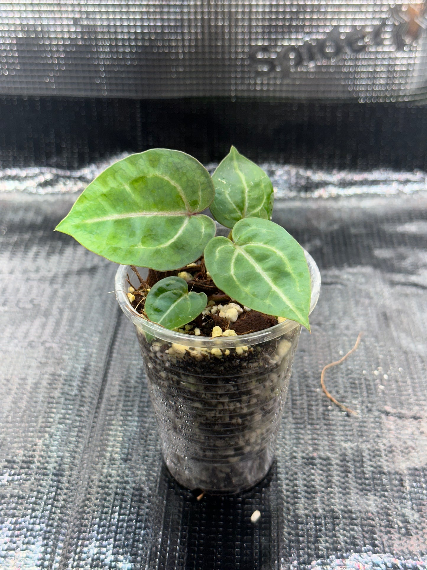 Anthurium Wonderboy X Michelle