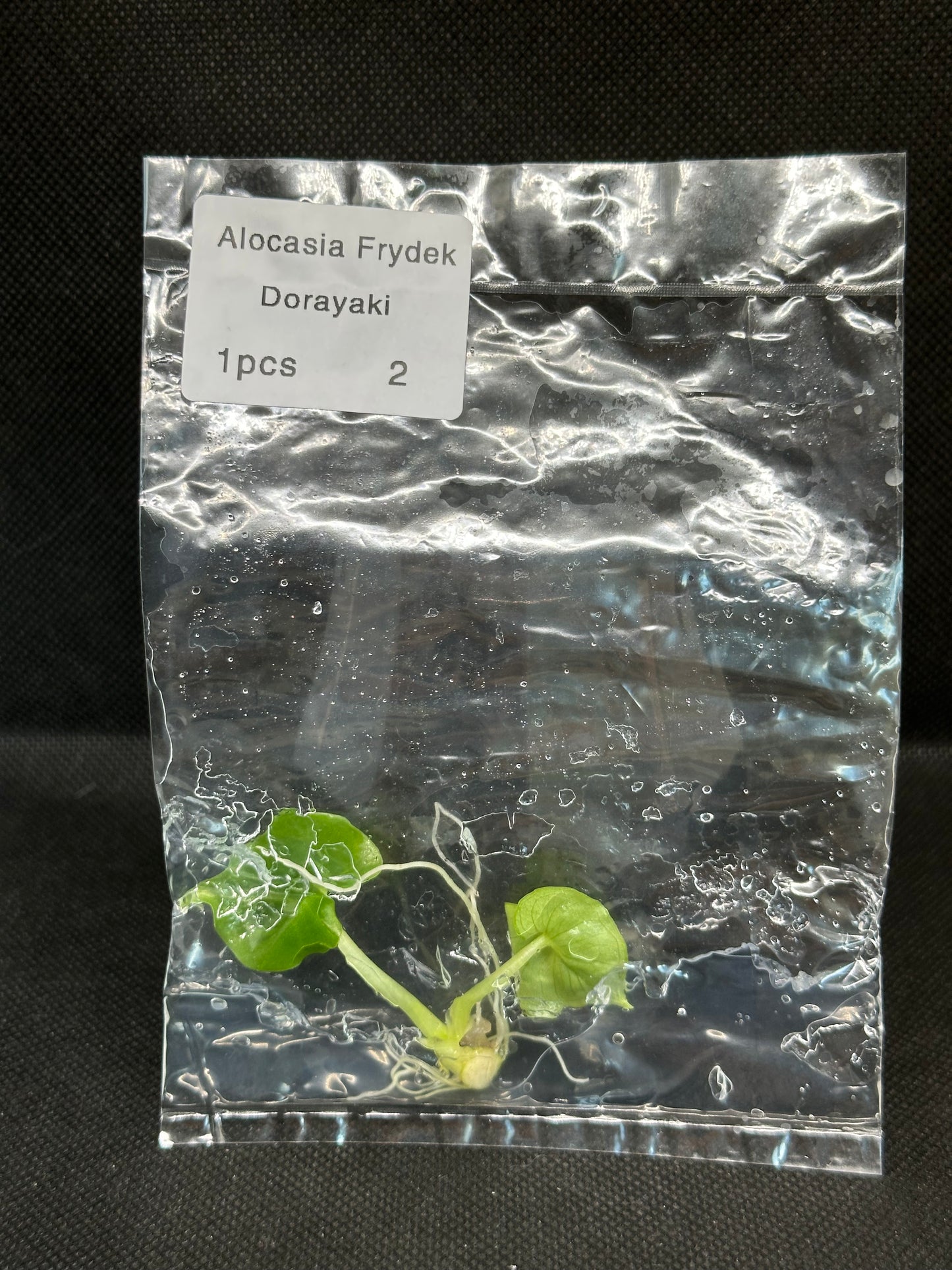 Alocasia Frydek Dorayaki TC