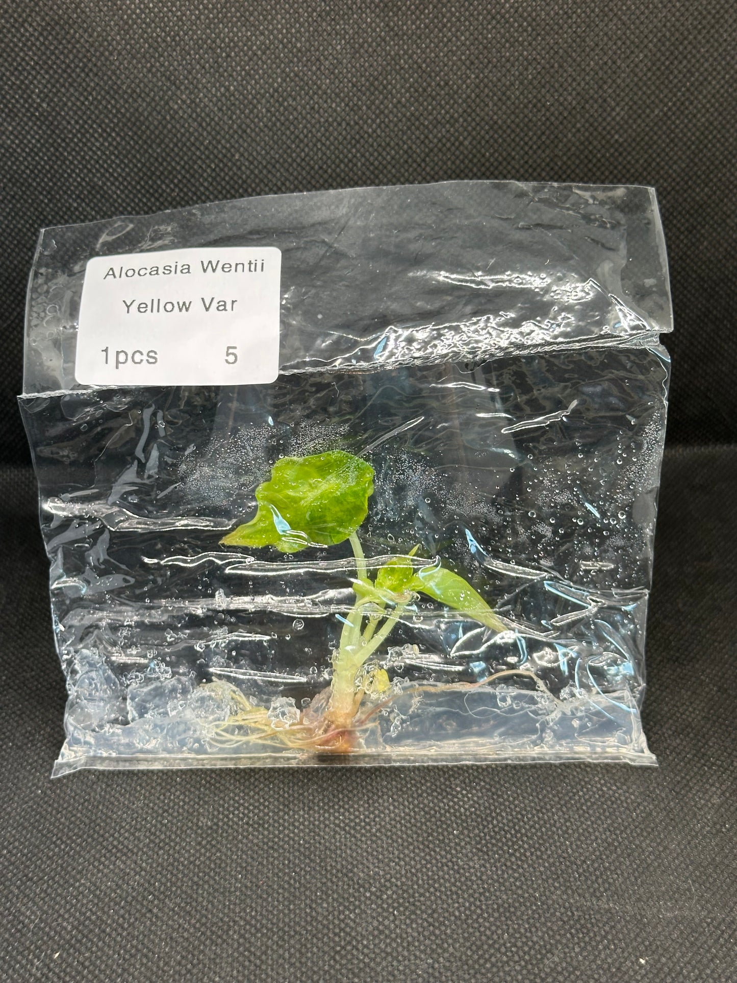 Alocasia Wentii Aurea Variegata TC