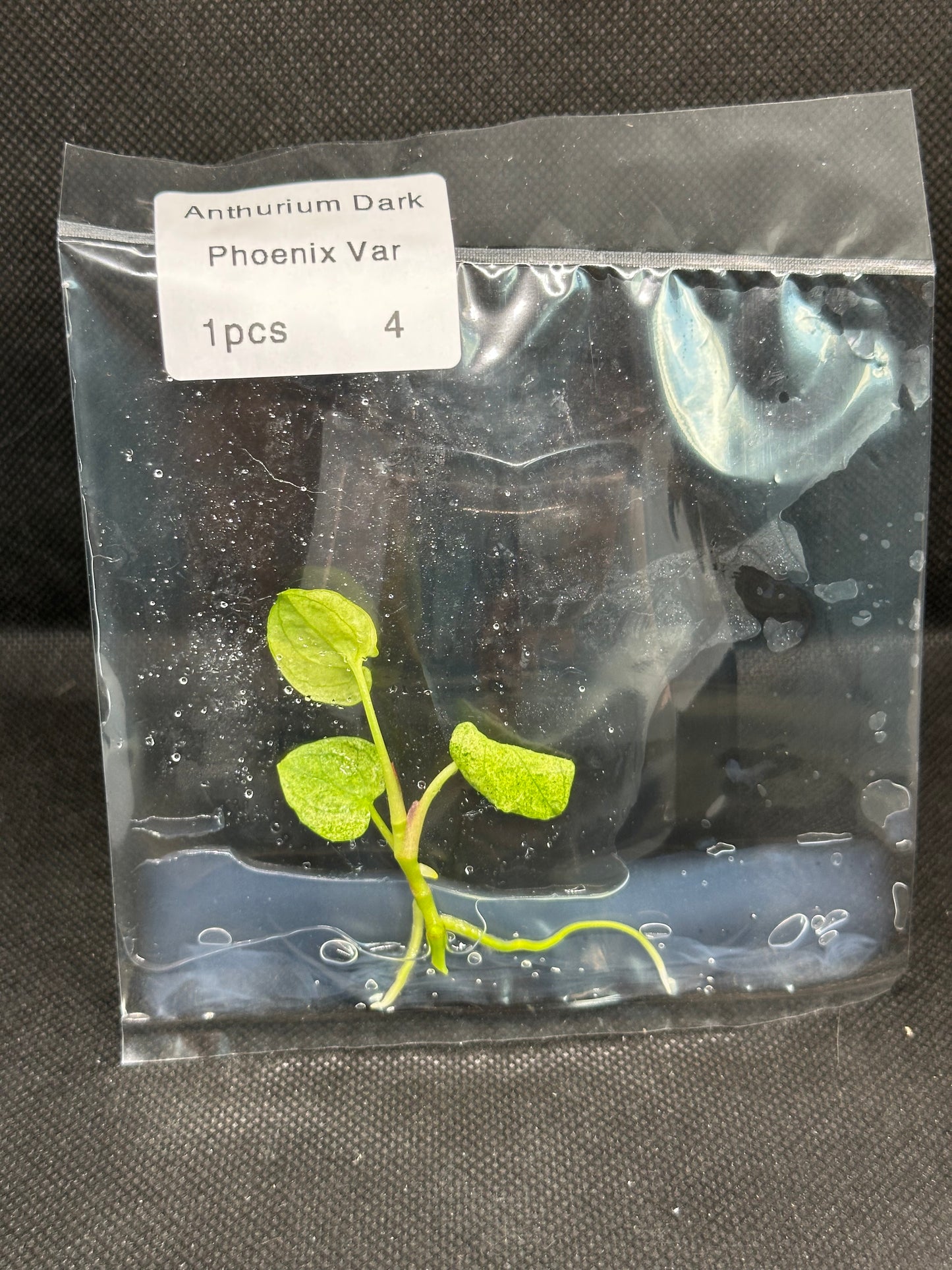 Anthurium Dark Phoenix Variegata TC