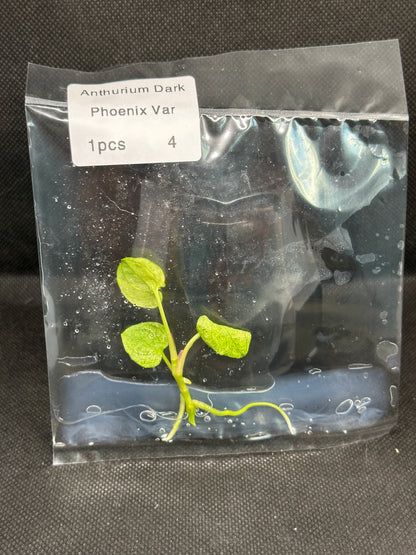 Anthurium Dark Phoenix Variegata TC