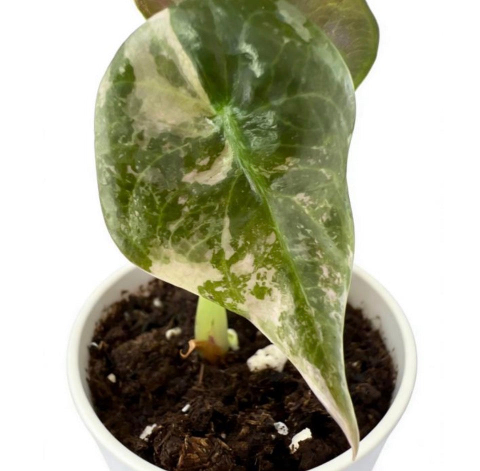 Alocasia Sedenii Pink Var TC Précommande