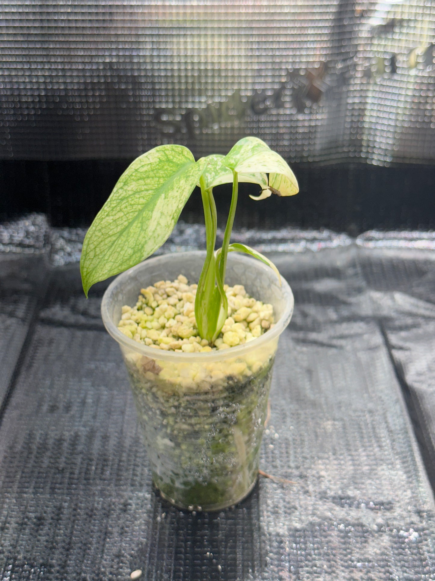 Monstera Deliciosa Mint