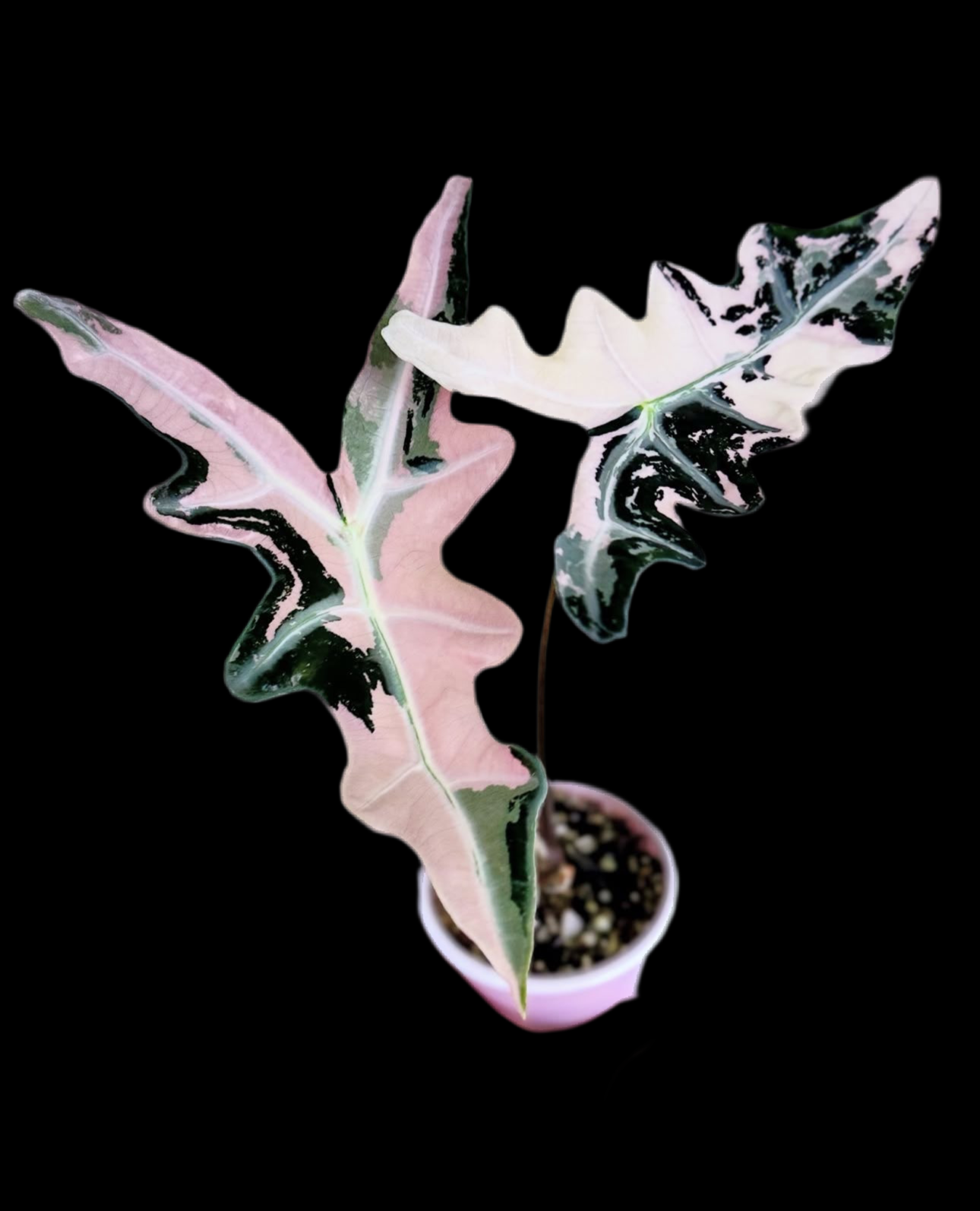 Alocasia Nobilis Pink Var TC Précommande