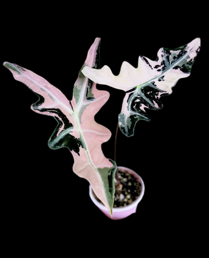 Alocasia Nobilis Pink Var TC Précommande