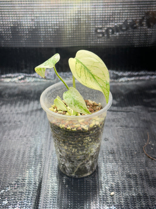 Monstera Deliciosa Mint