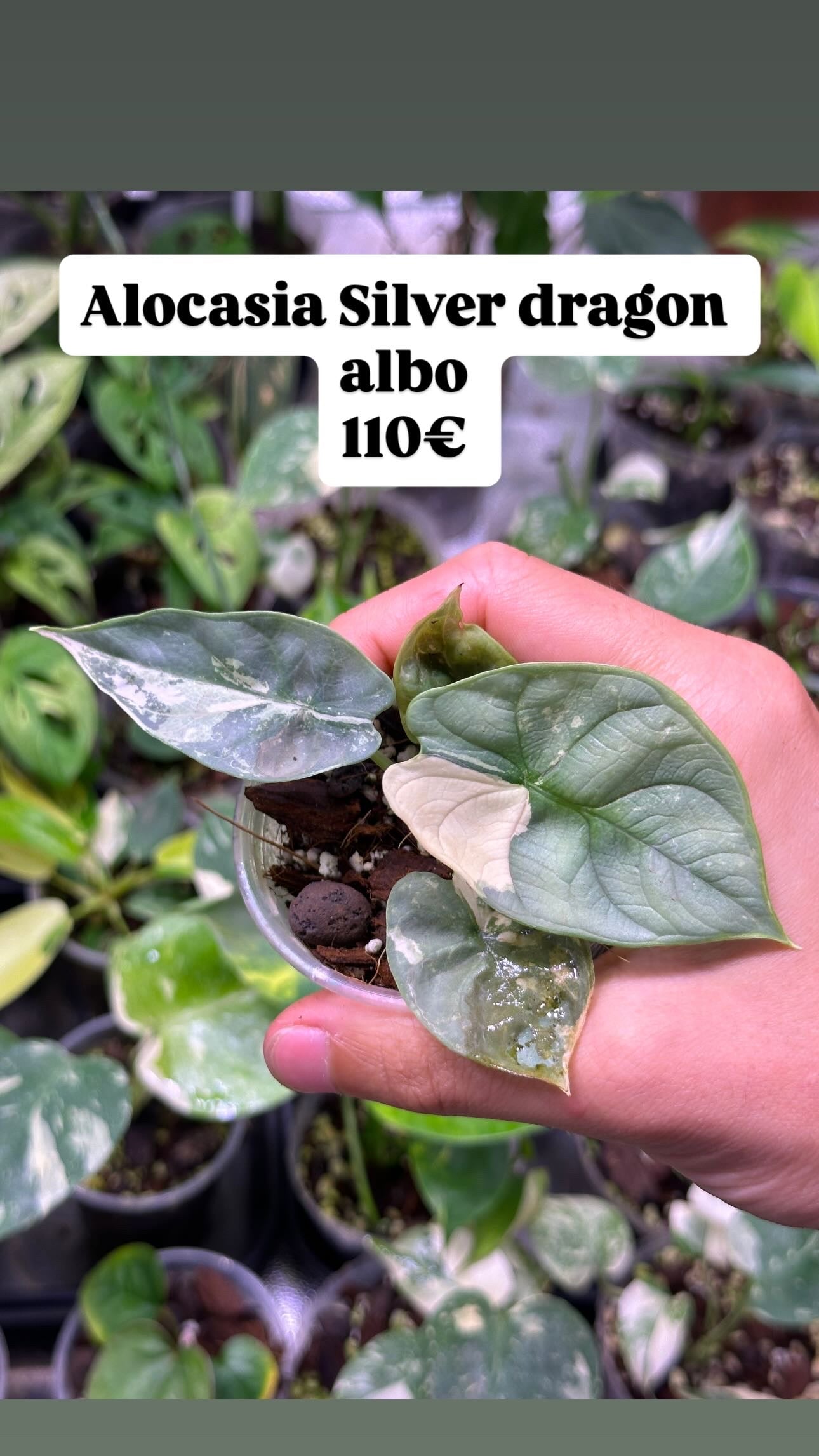 Alocasia Silver dragon Albo variegata