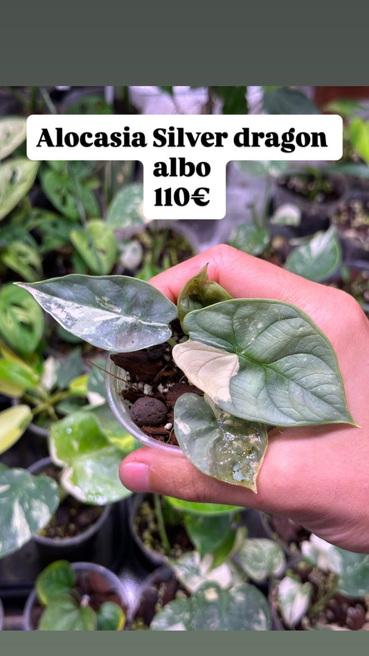 Alocasia Silver dragon Albo variegata