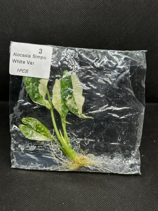 Alocasia Simpo Variegata TC