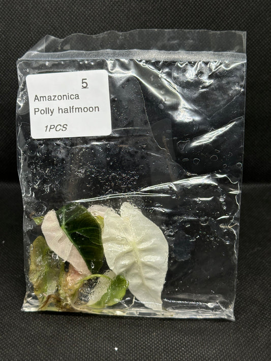 Alocasia Polly Half Moon Variegata TC