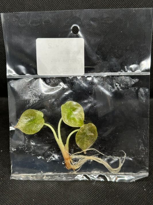 Alocasia Cuprea Variegata TC