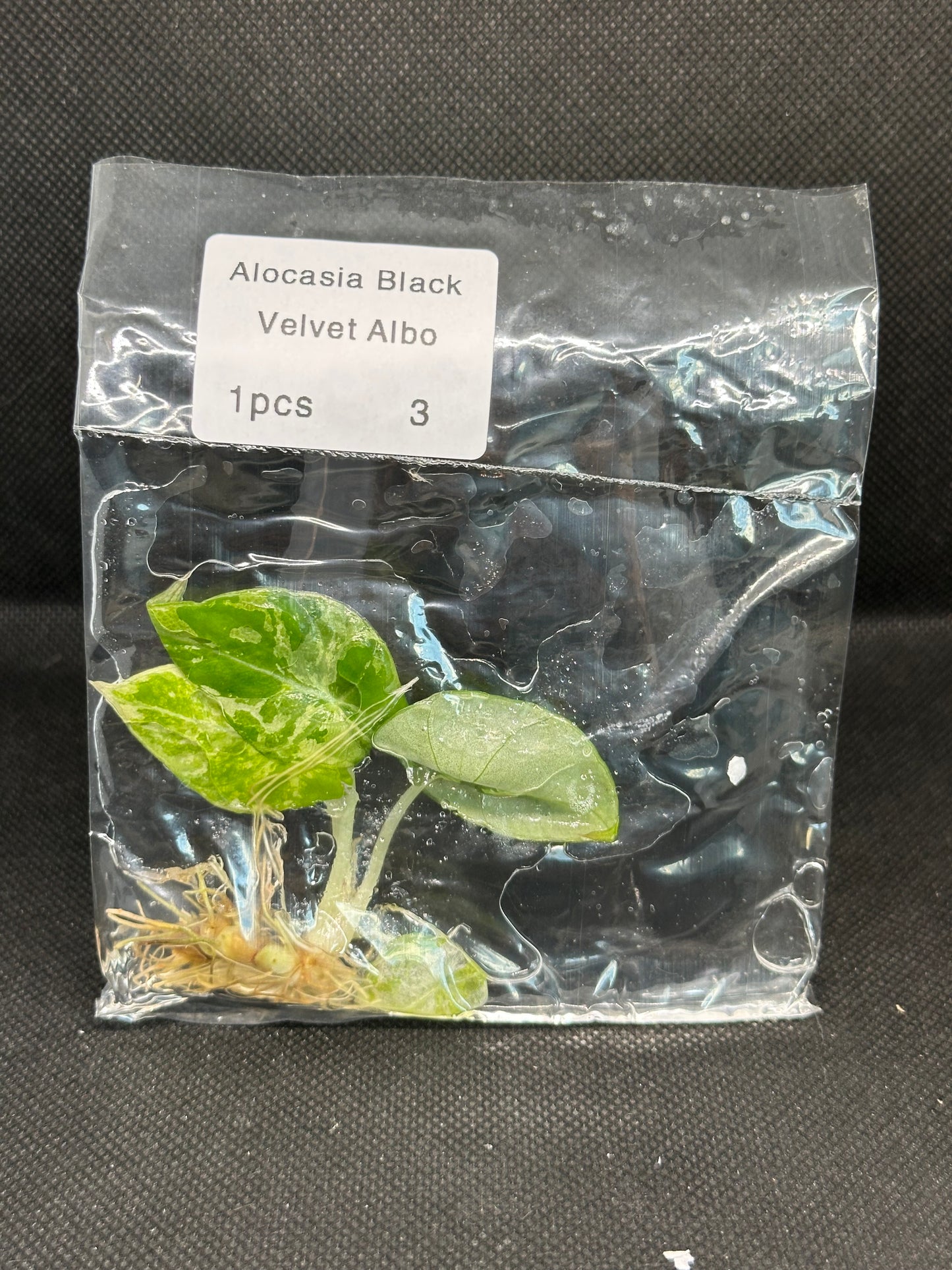 Alocasia Black Velvet White/Pink Var TC