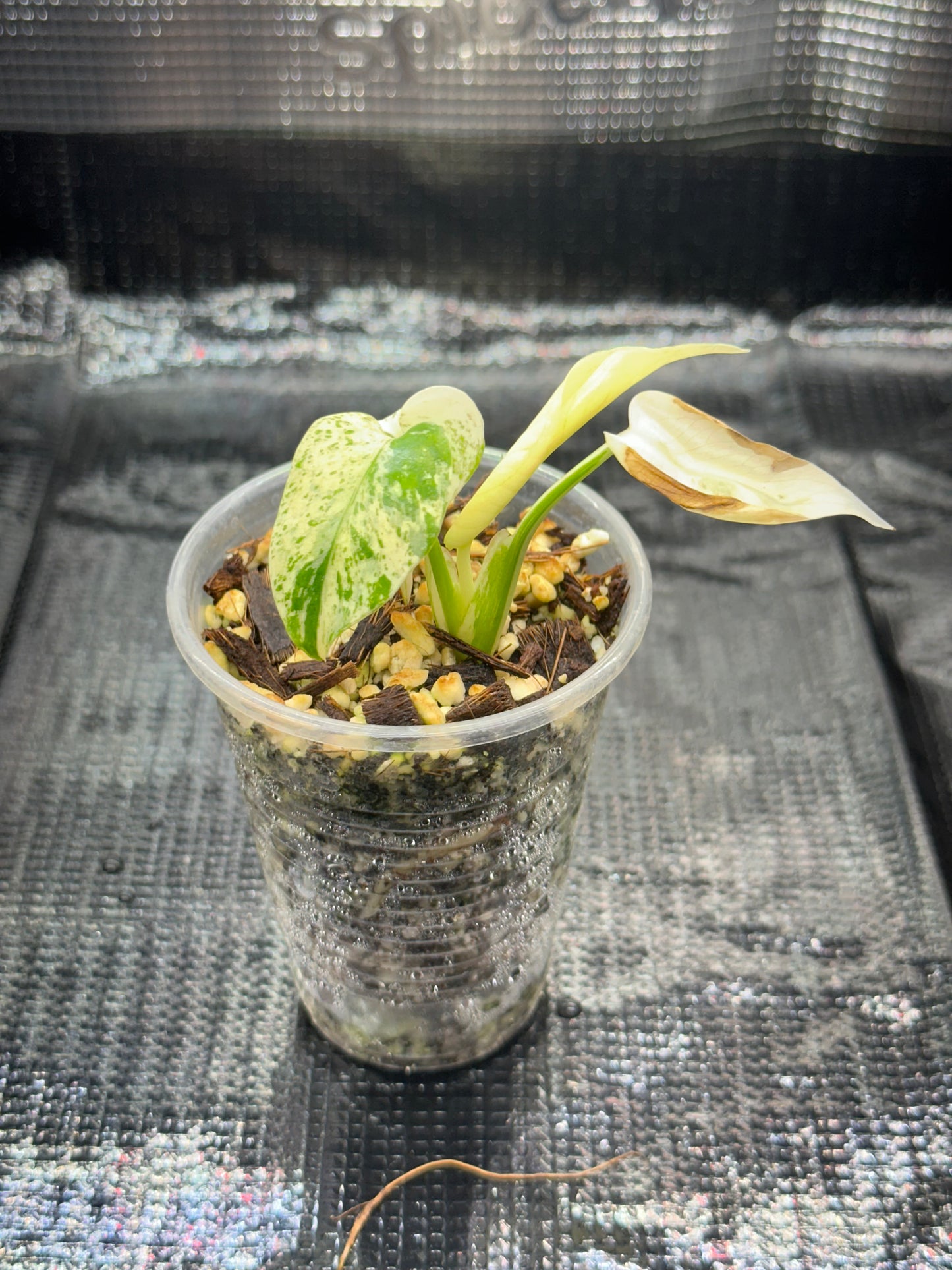 Monstera White monster