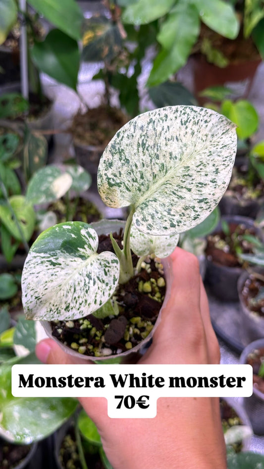Monstera White monster