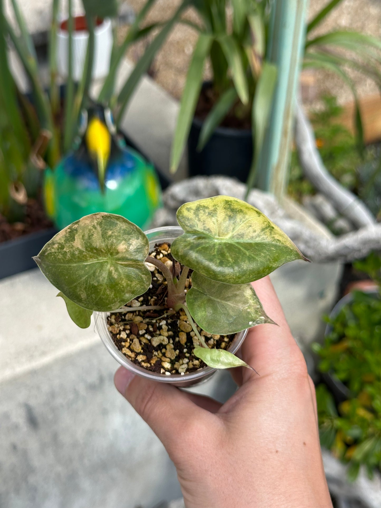 Alocasia Wentii Variegata