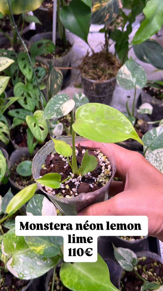 Monstera Néon Lemon Lime