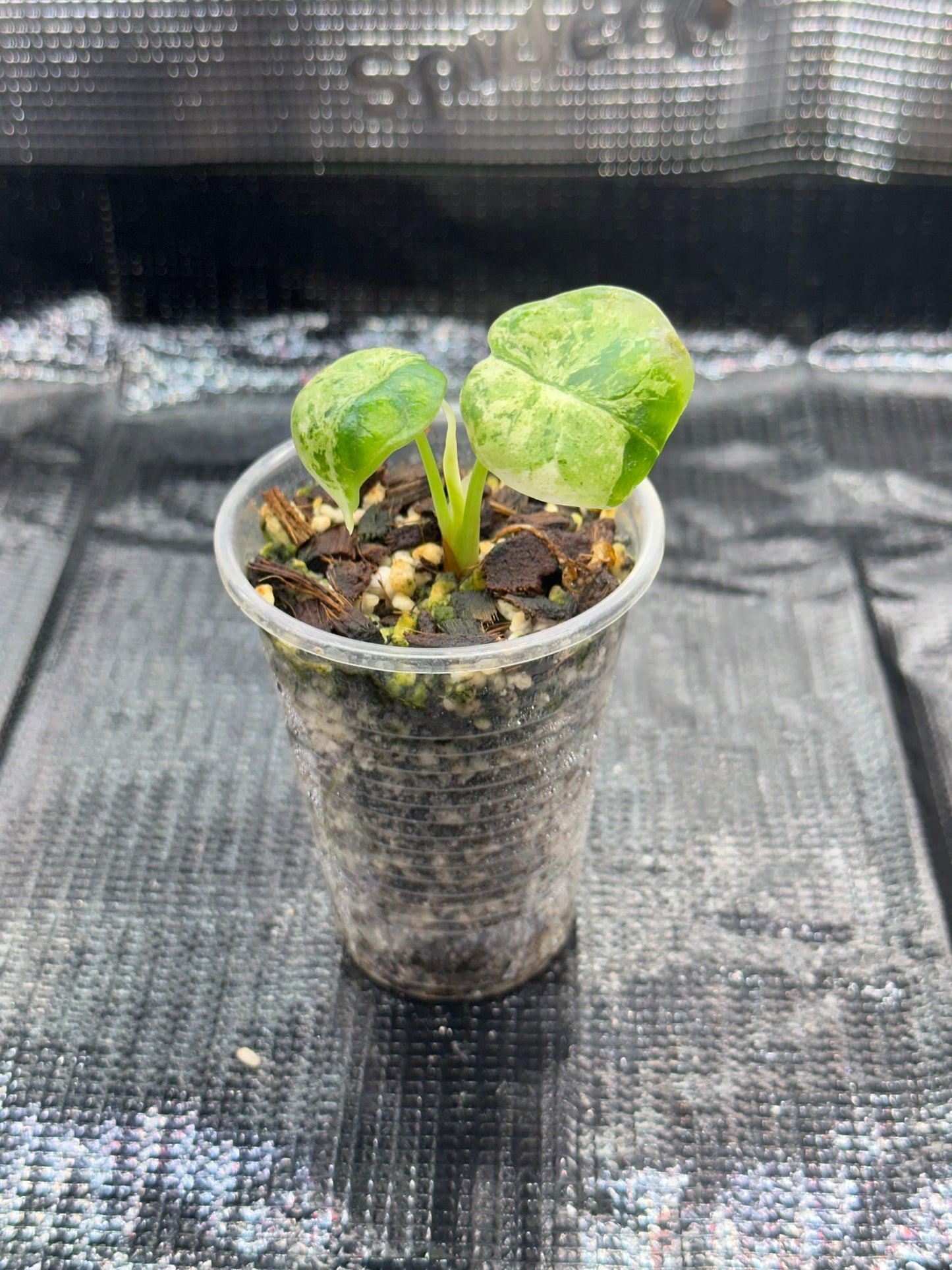 Alocasia Dragon Scale Mint Variegata