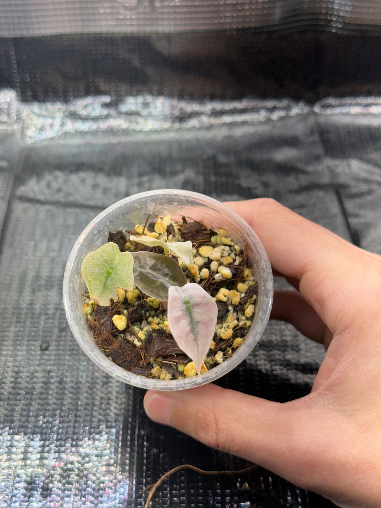 Alocasia Polly Pink Mint