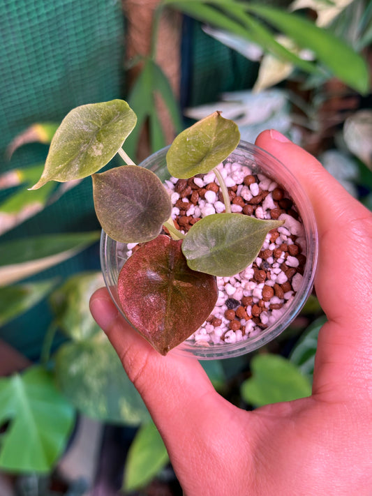 Alocasia cuprea pink variegata