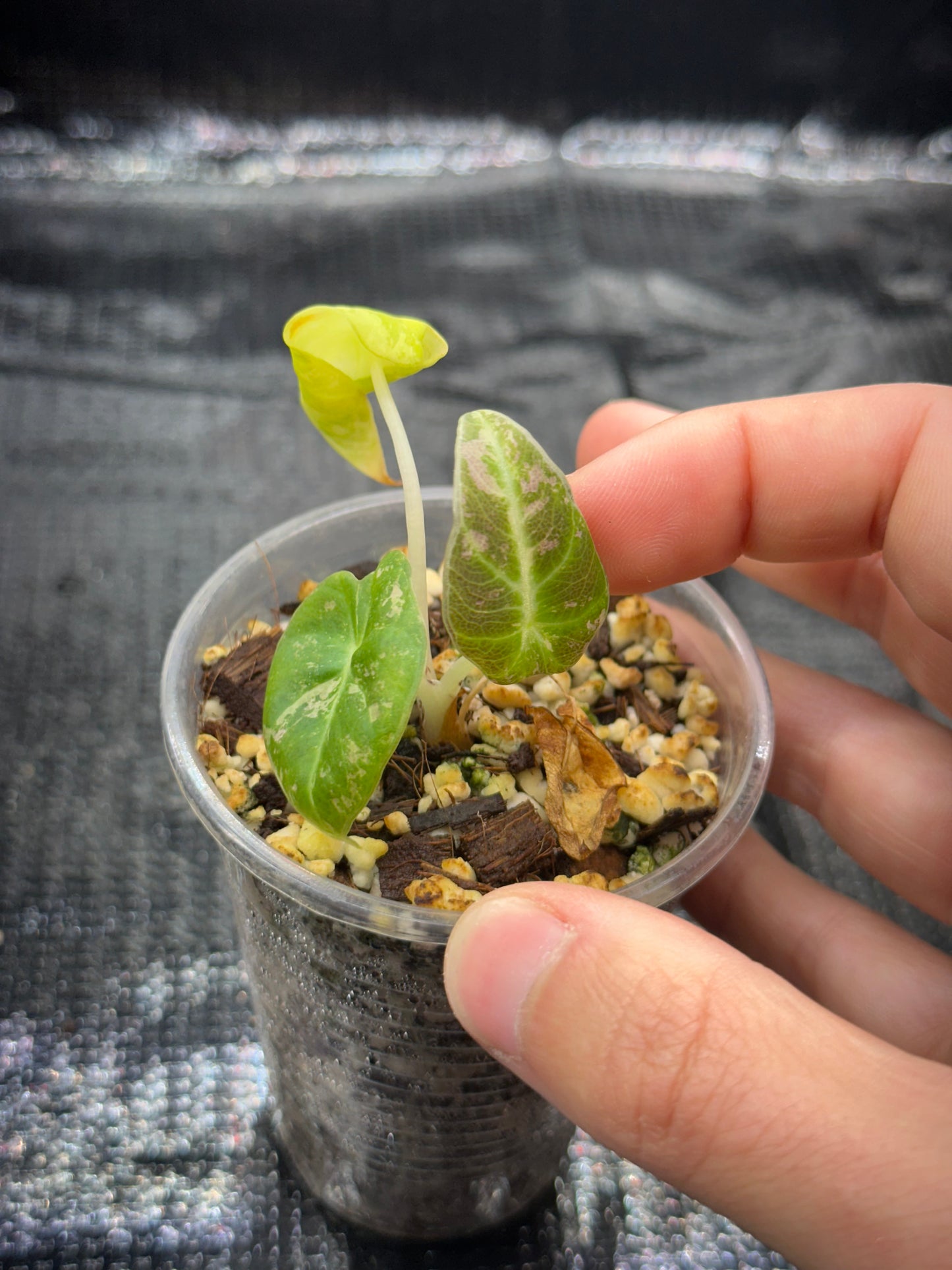 Alocasia Black Velvet Pink Var