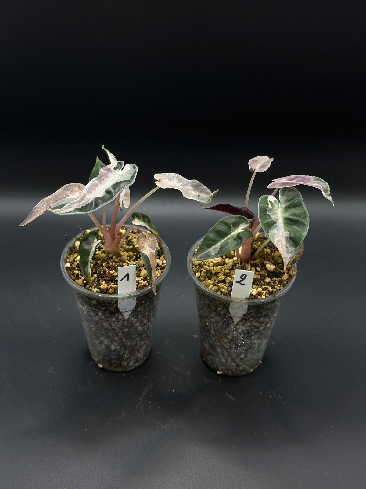 Alocasia Bambino Lava Pink
