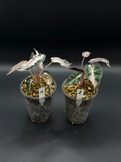 Alocasia Bambino Lava Pink