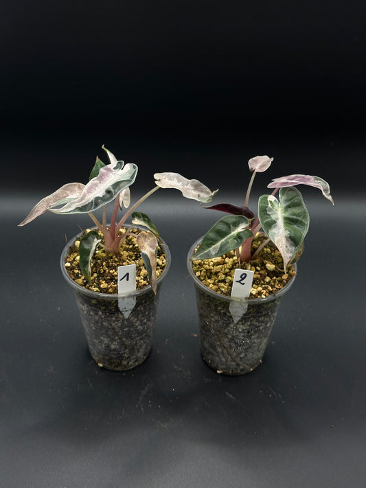 Alocasia Bambino Lava Pink