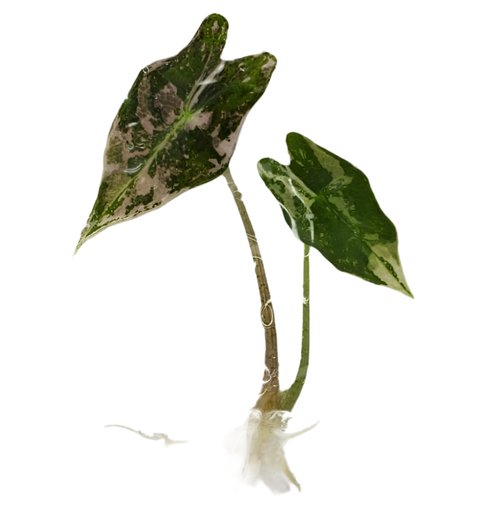 Alocasia Nobilis Pink Var TC Précommande